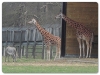Giraffe & Chapmans Zebra