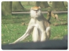 Patas
