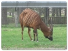 Bongo