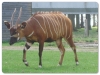 Bongo