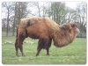 Bactrian Camel