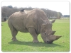 White Rhino