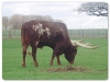 Buffalo