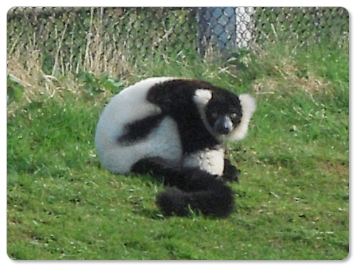 Lemur