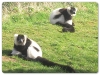 Lemur