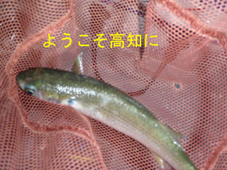 ボラ