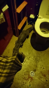 ワニ