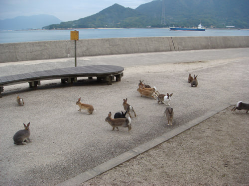 うさぎ1