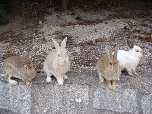 うさぎ2