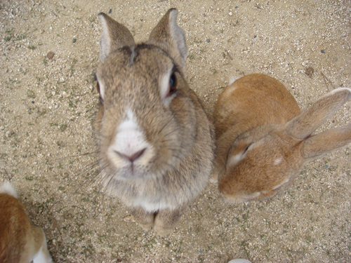 うさぎ3