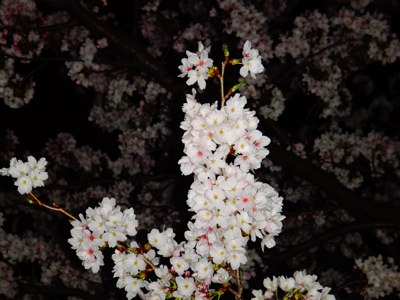 201304sakura