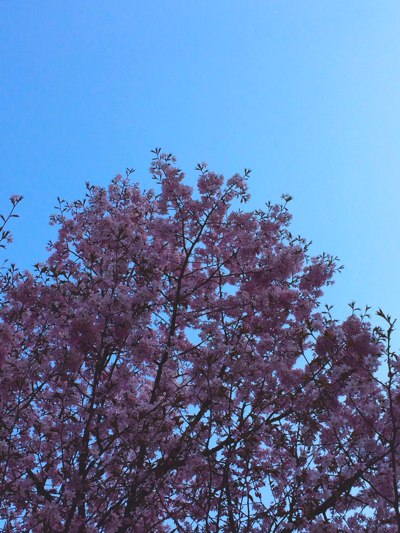 山桜
