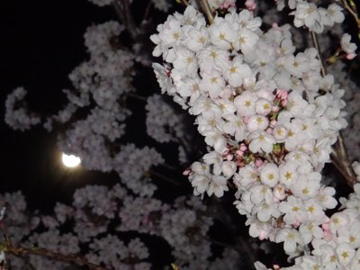 夜桜