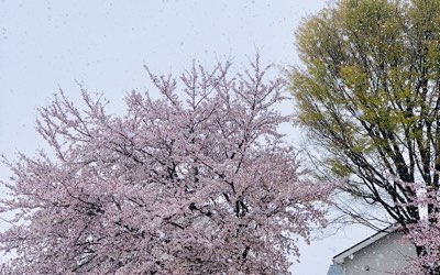 sakura yuki