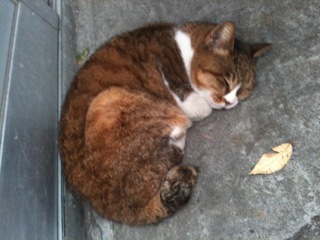 ねこ