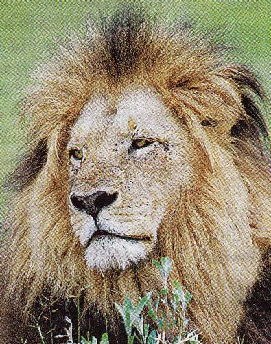 lion