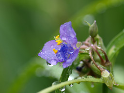rain1