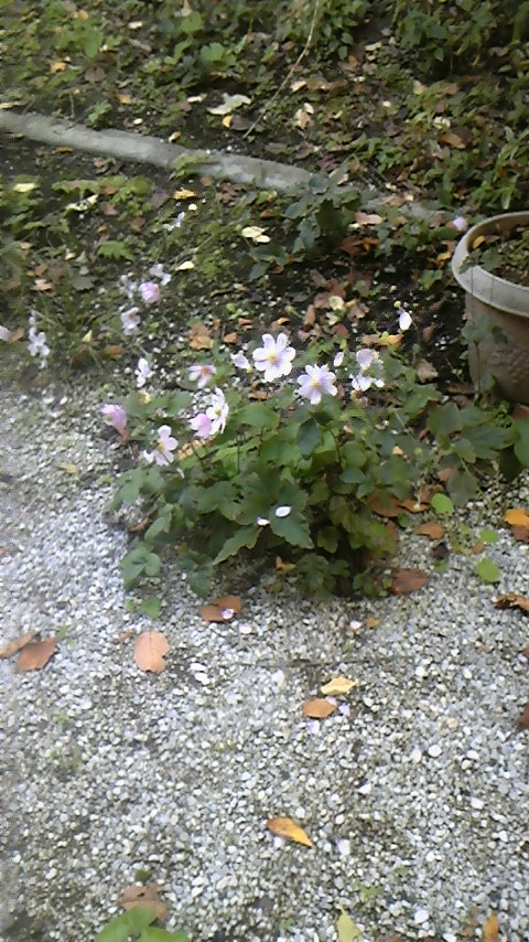 DVC00011.jpg