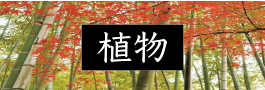 niwa04.png