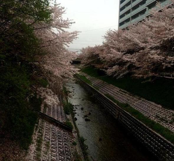2015年桜