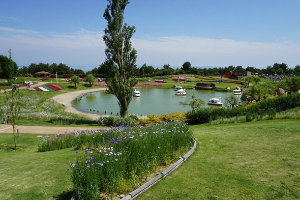 淡路島国営明石海峡公園 園内風景 花の中海 スワンボート