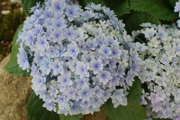 兵庫県立淡路夢舞台温室【奇跡の星の植物館】青色紫陽花