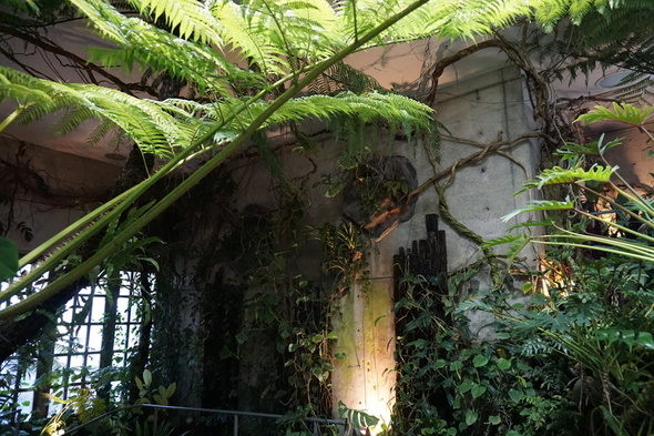 兵庫県立淡路夢舞台温室【奇跡の星の植物館】シダルーム
