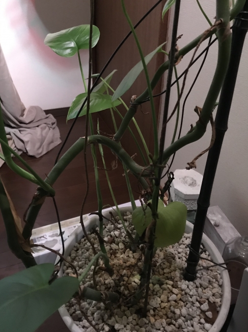 光量の弱いリビングで暮らすモンステラ~植物育成LEDライトは 光量の弱いリビングで暮らすモンステラ~植物育成LEDライトは