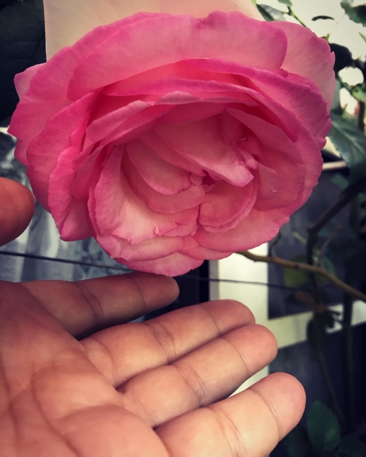 ٥ԥɥ󥵡롡Х顡rose