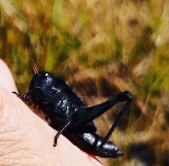 黒いトノサマバッタ！仮面ライダーブラックかっ！ | マホガニーなDaily☆