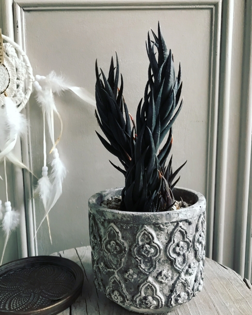 ハオルチア：氷灯 フラワー・ガーデニング ハオルチア 火焔山