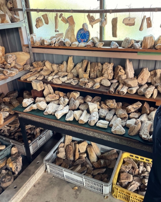 驚くべき標本数！珪化木の不思議館～土岐石研究会：2 | マホガニーな