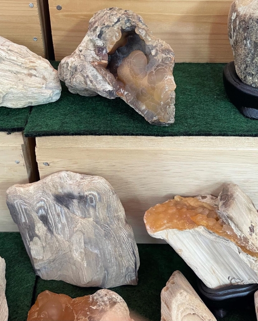 驚くべき標本数！珪化木の不思議館～土岐石研究会：2 | マホガニーな