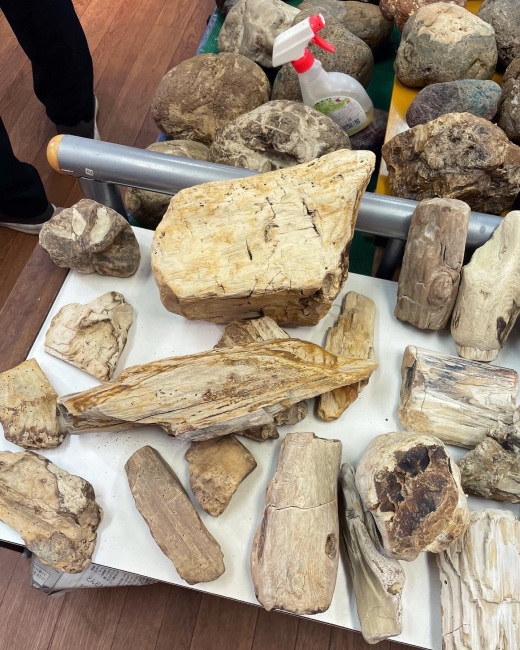 珪化木化石博物館級