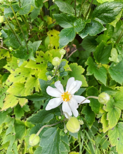 ơ奦ᥤơͥ͡ѥˡͥ͡Japanese anemone