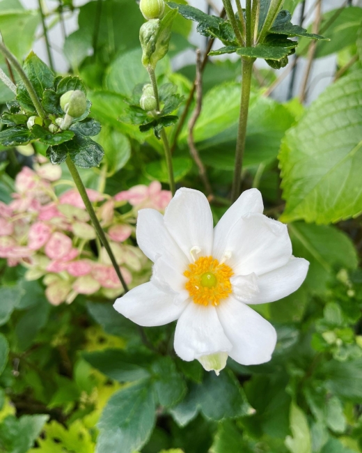 ơ奦ᥤơͥ͡ѥˡͥ͡Japanese anemone