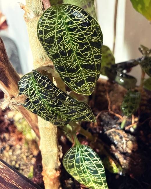 ᥸ϡ奨롦åɡJewel orchidsޥǥڥȥ顡Macodes petla饪ͥޡAglaonema