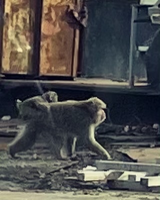 サル　猿　ニホンザル　野猿　monkey　Japanese macaque　SNOW MONKEY