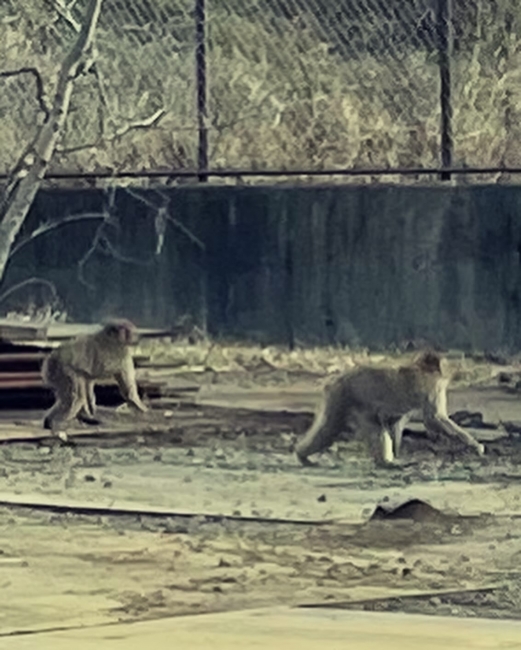 롡˥ۥ󥶥롡monkeyJapanese macaqueSNOW MONKEY