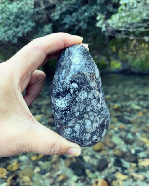 サンゴの化石を発見しました～Fossil Coralですね。 | マホガニーな