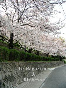 sakura-2009_001