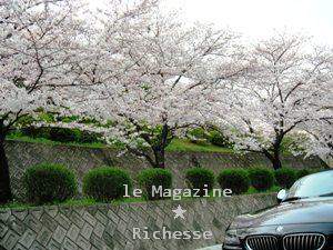 sakura-2009_002