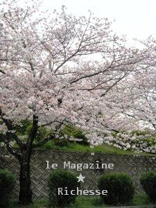 sakura-2009_003