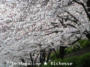 sakura-2009_004