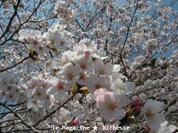 三井寺さくら2009春