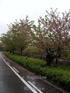 山崎川さくらle14avril2009-01