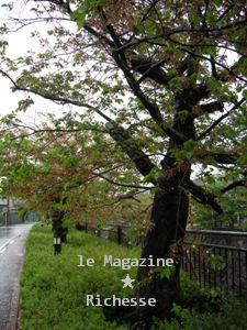 山崎川さくらle14avril2009-02