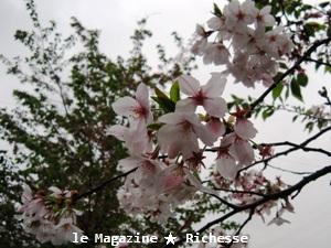 山崎川さくらle14avril2009-03