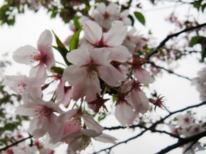 山崎川さくらle14avril2009-04