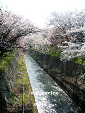 琵琶湖疏水2009-001